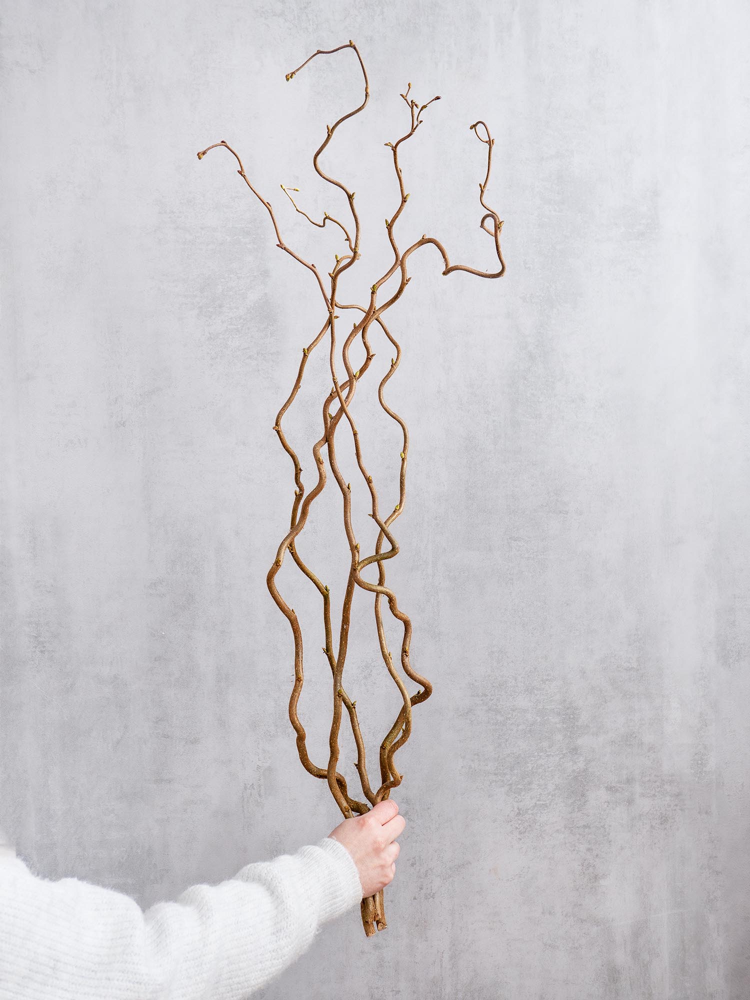 blumigo-zweige-gemeine-hasel-corylus-zweigbund image 1