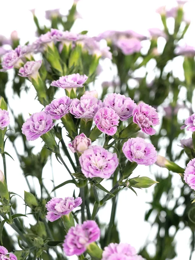blumigo-nelken-odile-verzweigt-rosa-stiel image 1
