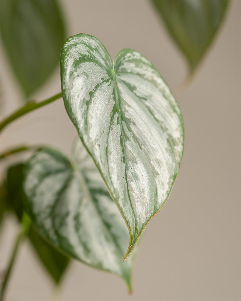 feey-variado-philodendron-brandtianum-50-60-cm-o-topf image 8