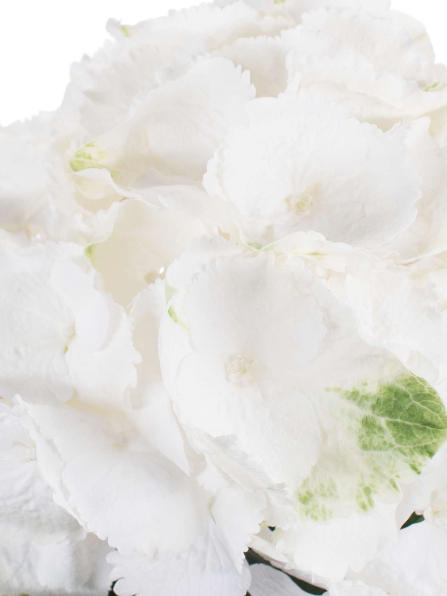 blumigo-hortensien-schneeball-wei-schnittblume-frisch image 5
