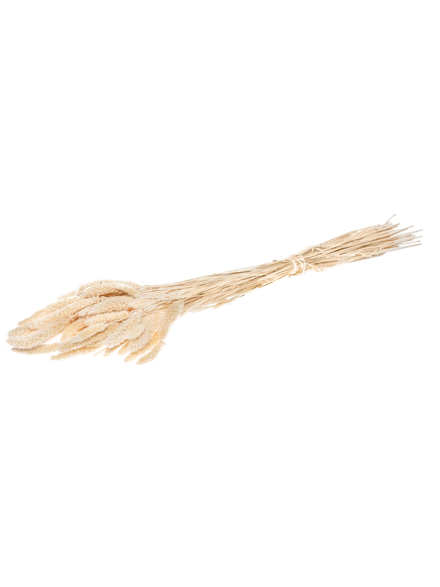 blumigo-setaria-borstenhirse-trockenblumen-caramel-creme image 2