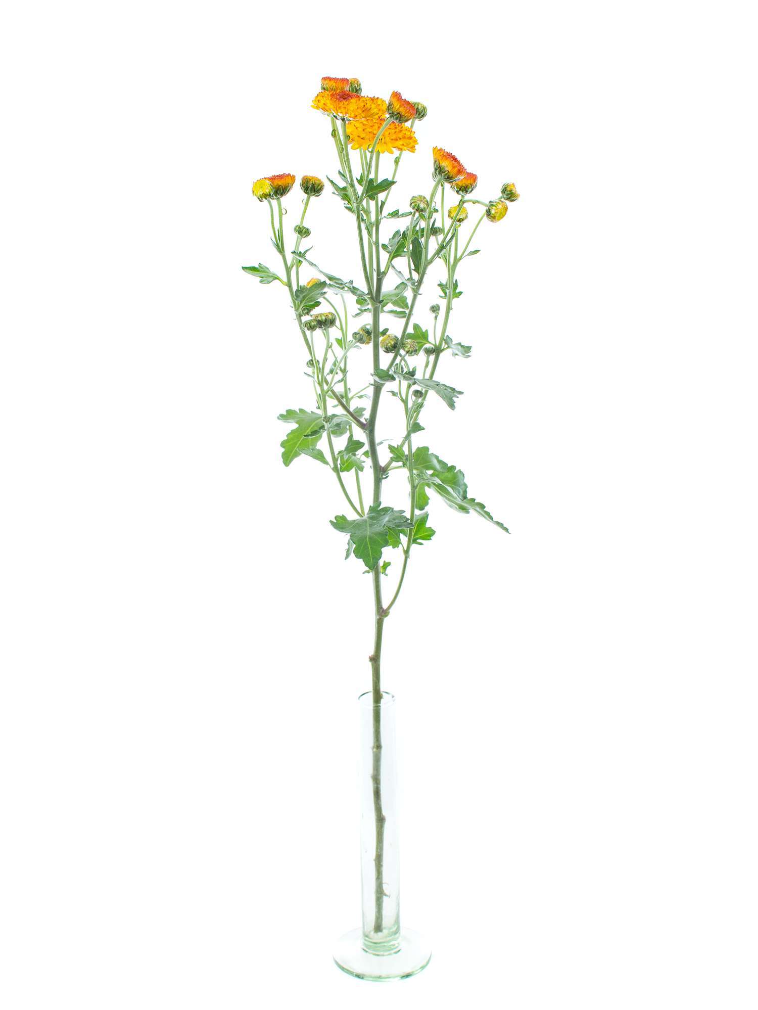 blumigo-herbstdeko-herbstastern-bright-eye-orange-gelb image 3