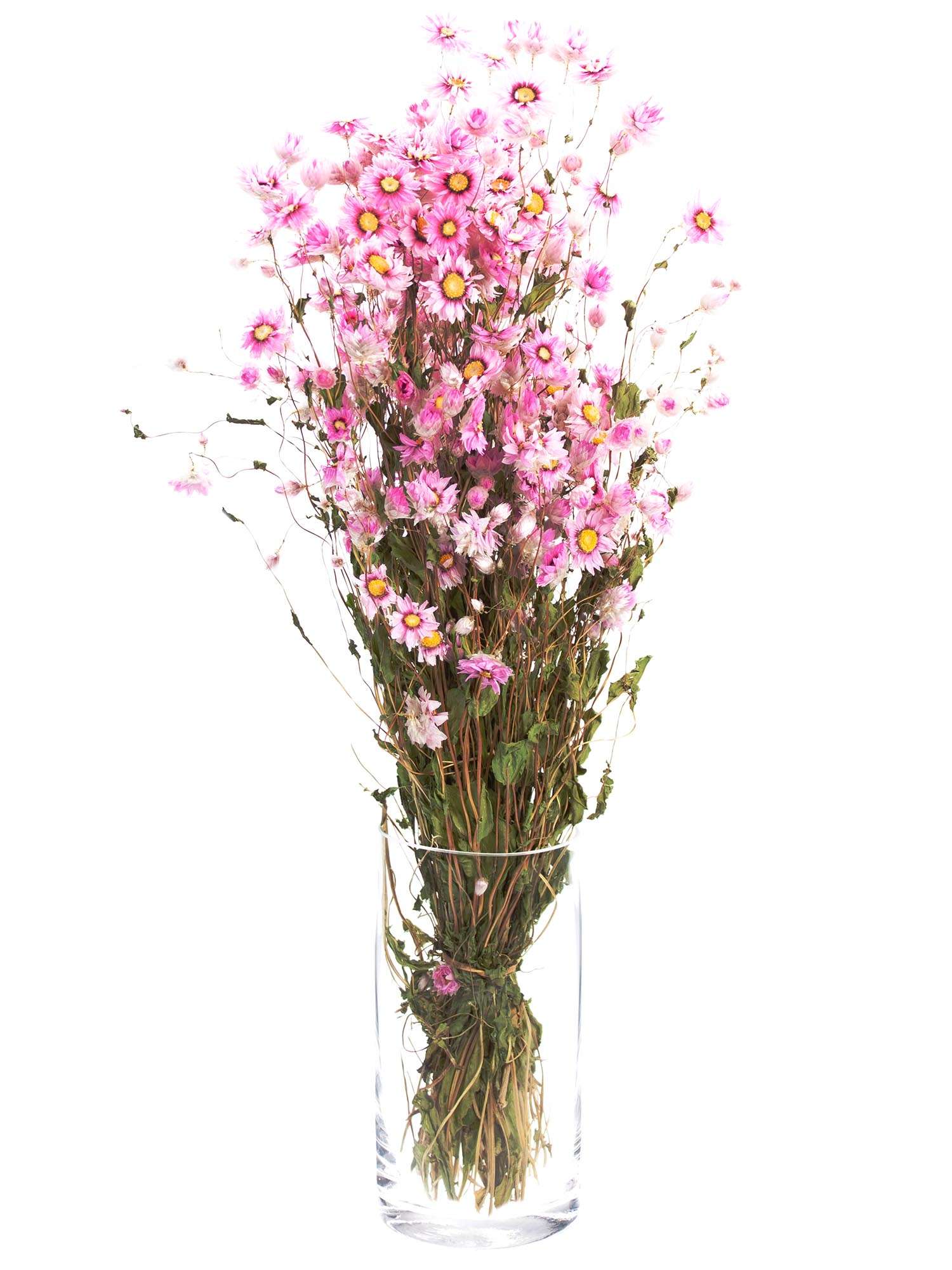 blumigo-rodanthe-sonnenfl-gel-trockenblumen-natur-rosa image 3