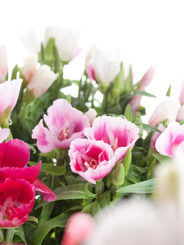 blumigo-clarkia-sommerazalee-schnittblumen-bunte-mischung image 1