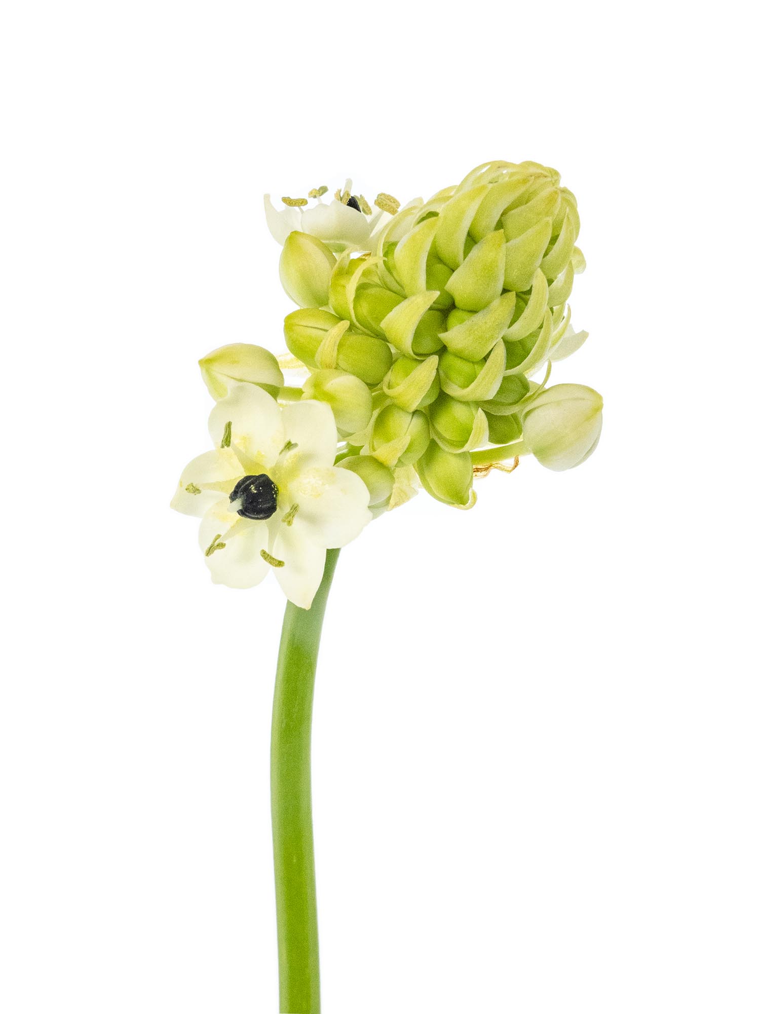 blumigo-fr-hlingsknollen-milchsterne-saundersiae-wei image 6