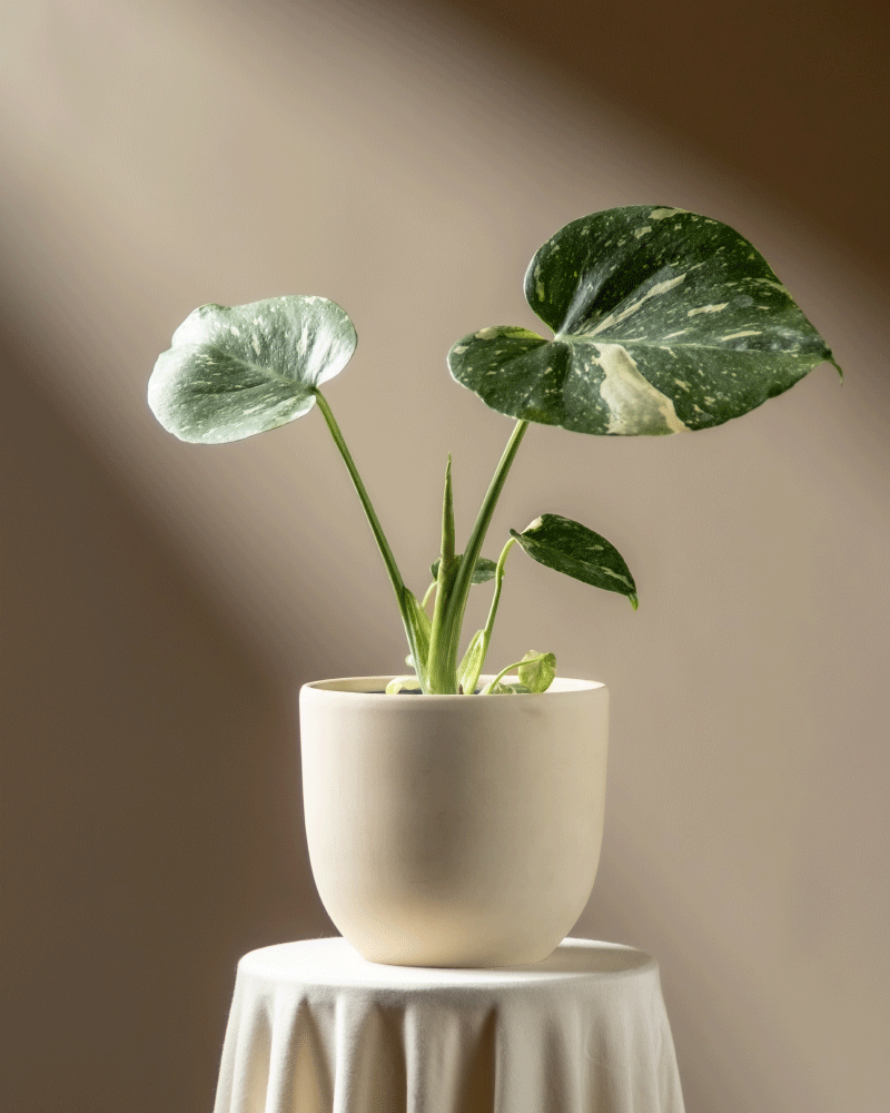 feey-variado-monstera-thai-constellation-zimmerpflanze-klein image 6