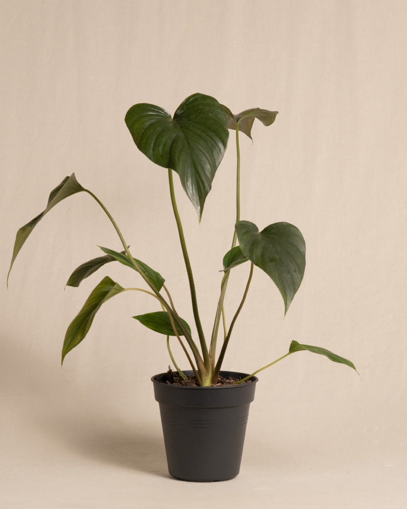 feey-variado-homalomena-rubescens-black-zimmerpflanze-dunkle-bl-tter image 3