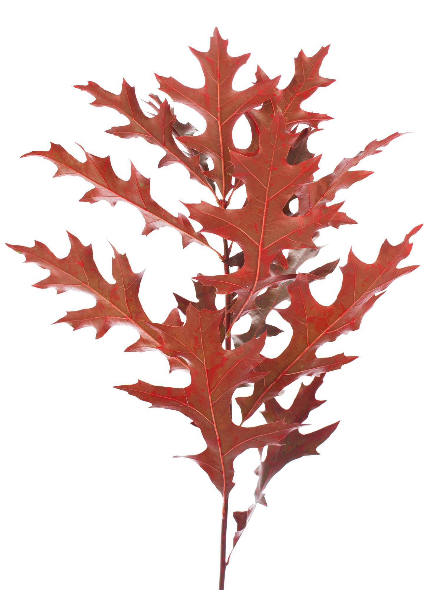 blumigo-bindegr-n-eichenbl-tter-painted-rot-deko image 2