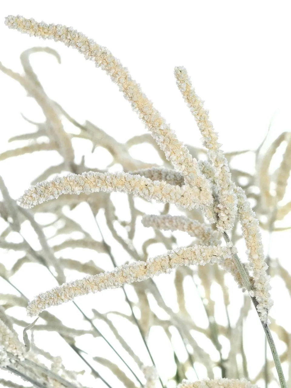 blumigo-bindegr-n-amaranthus-yearming-desert-wei-grau image 1
