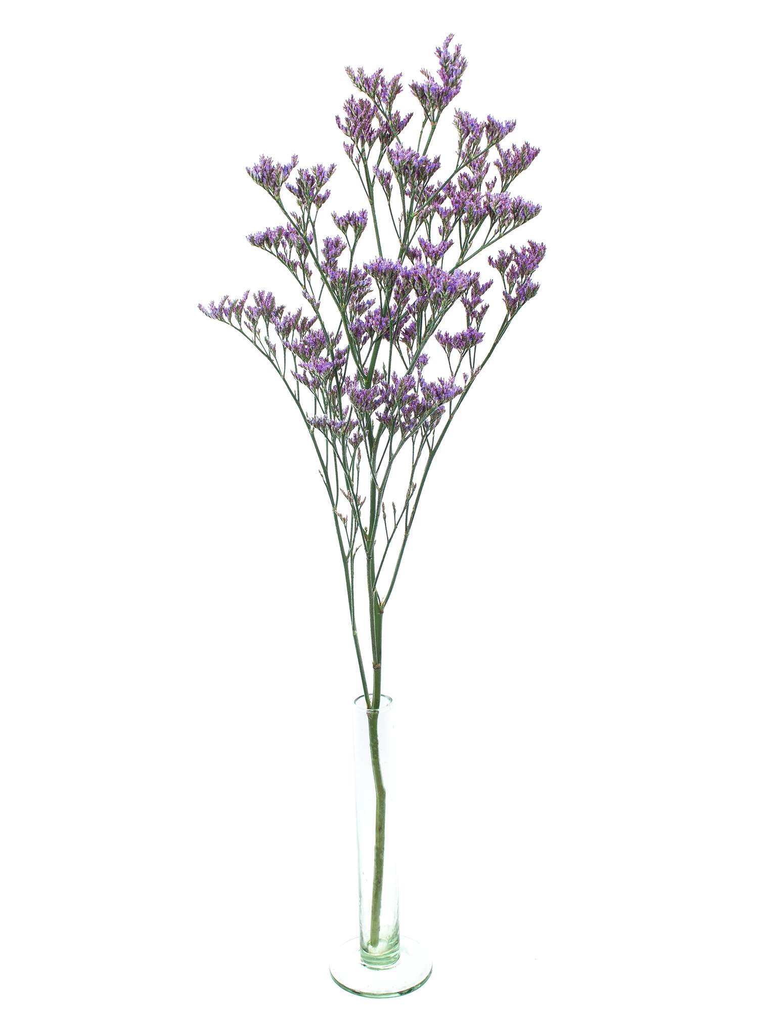 blumigo-strandflieder-dark-blue-violett-statize image 4