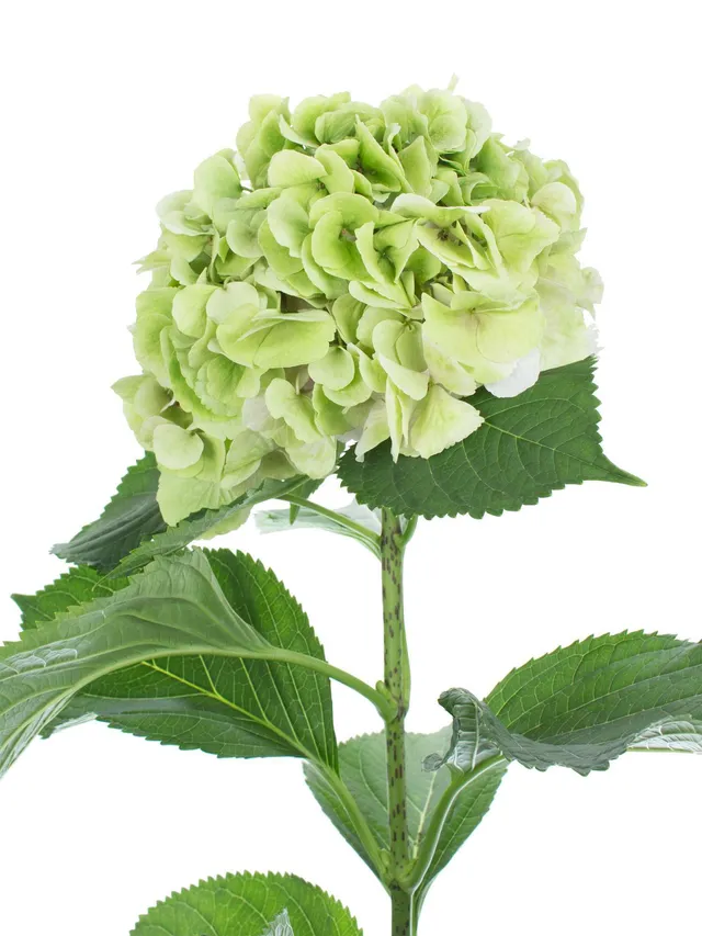 blumigo-hortensien-magical-verena-classic-schnittblume-gr-n image 1