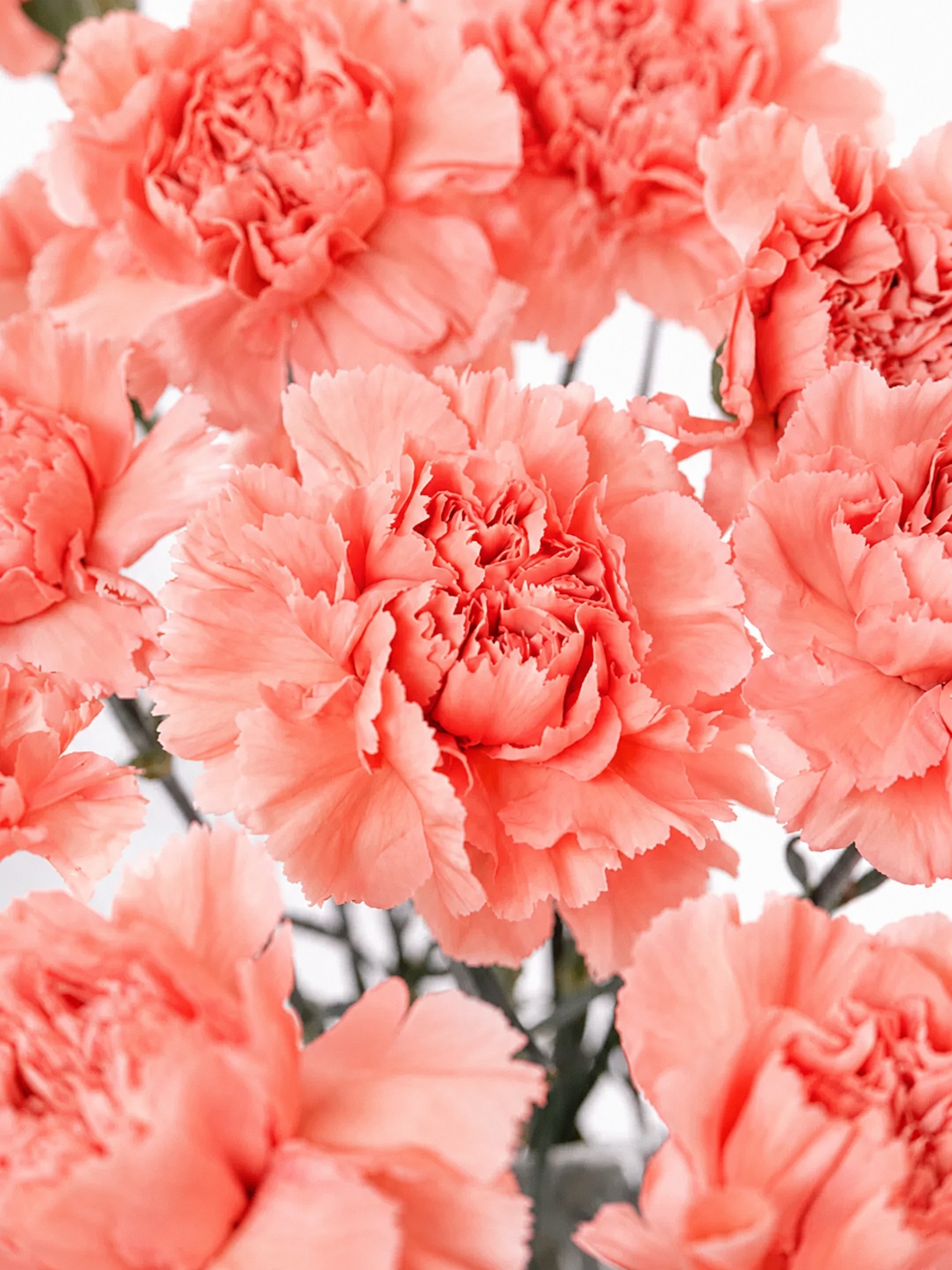 blumigo-edelnelken-megan-schnittnelke-apricot-einzelstiel image 1