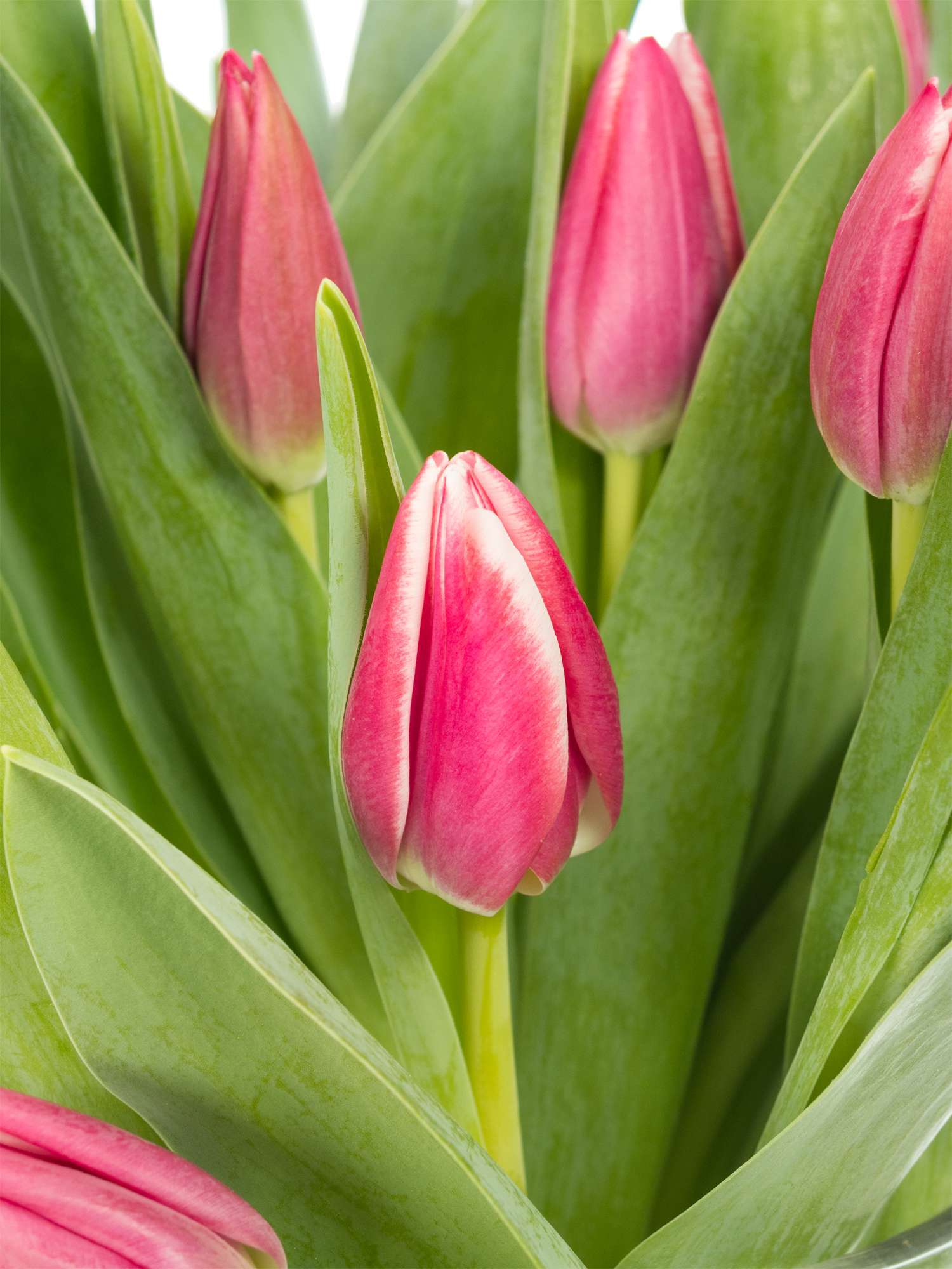 blumigo-tulpen-debutante-pink-schnittblumen-frisch-8-tage image 1