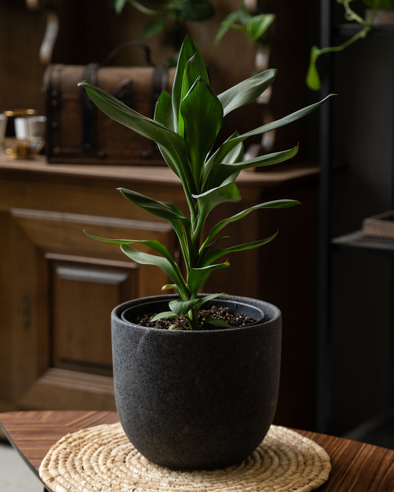 feey-keulenlilie-cordyline-zimmerpflanze-tierfreundlich image 4