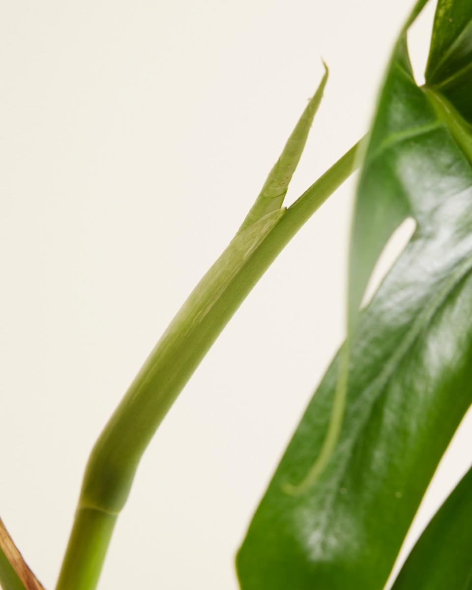 plnts-rareplnts-monstera-deliciosa-variegata-fensterblatt-40cm image 2