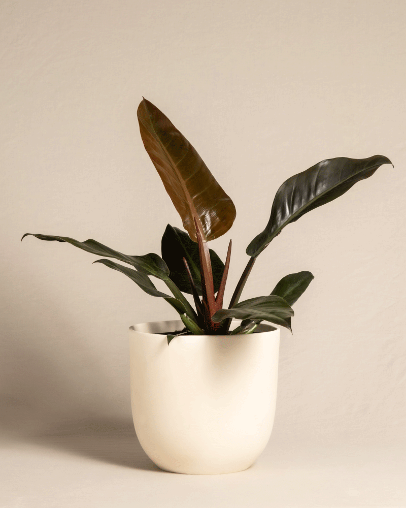 feey-variado-philodendron-imperial-red-zimmerpflanze image 5
