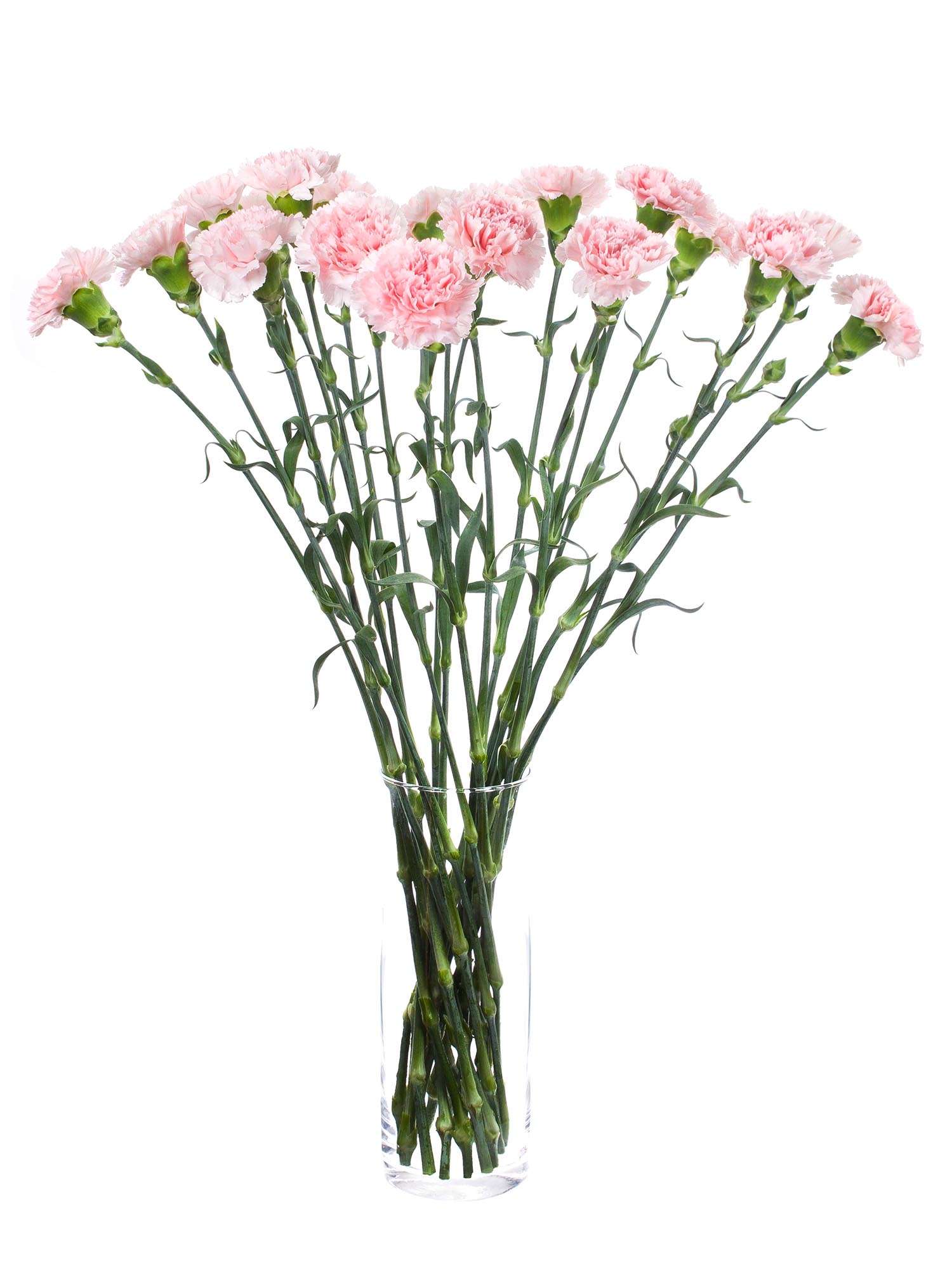 blumigo-nelken-jodie-edelnelke-rosa image 3