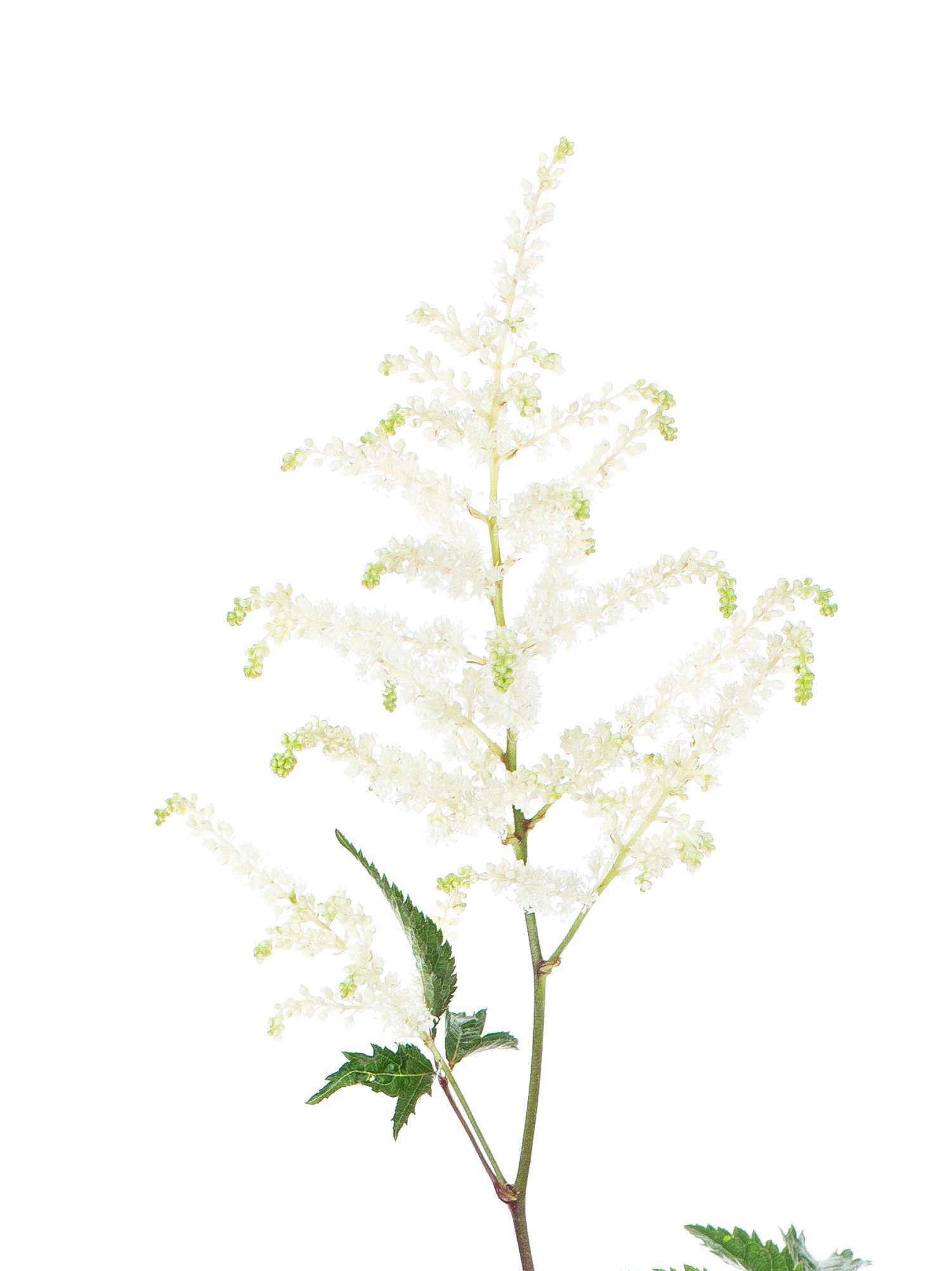 blumigo-washington-astilben-bindegr-n-wei image 4