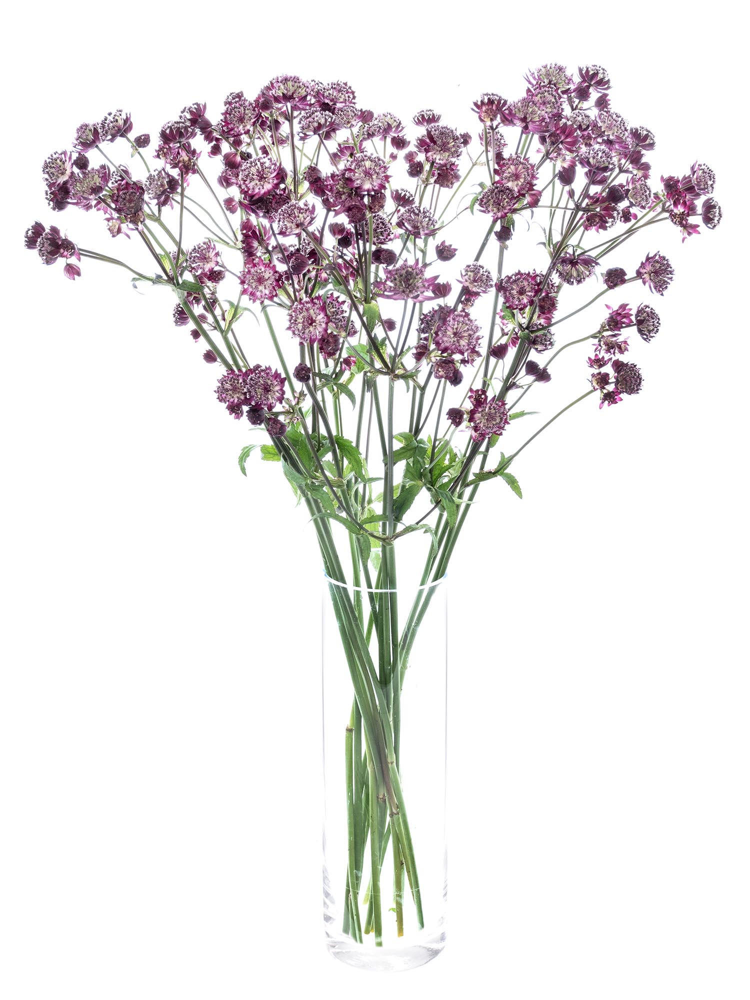 blumigo-blattwerk-astrantia-roma-sterndolde-altrosa-schnittblume image 2