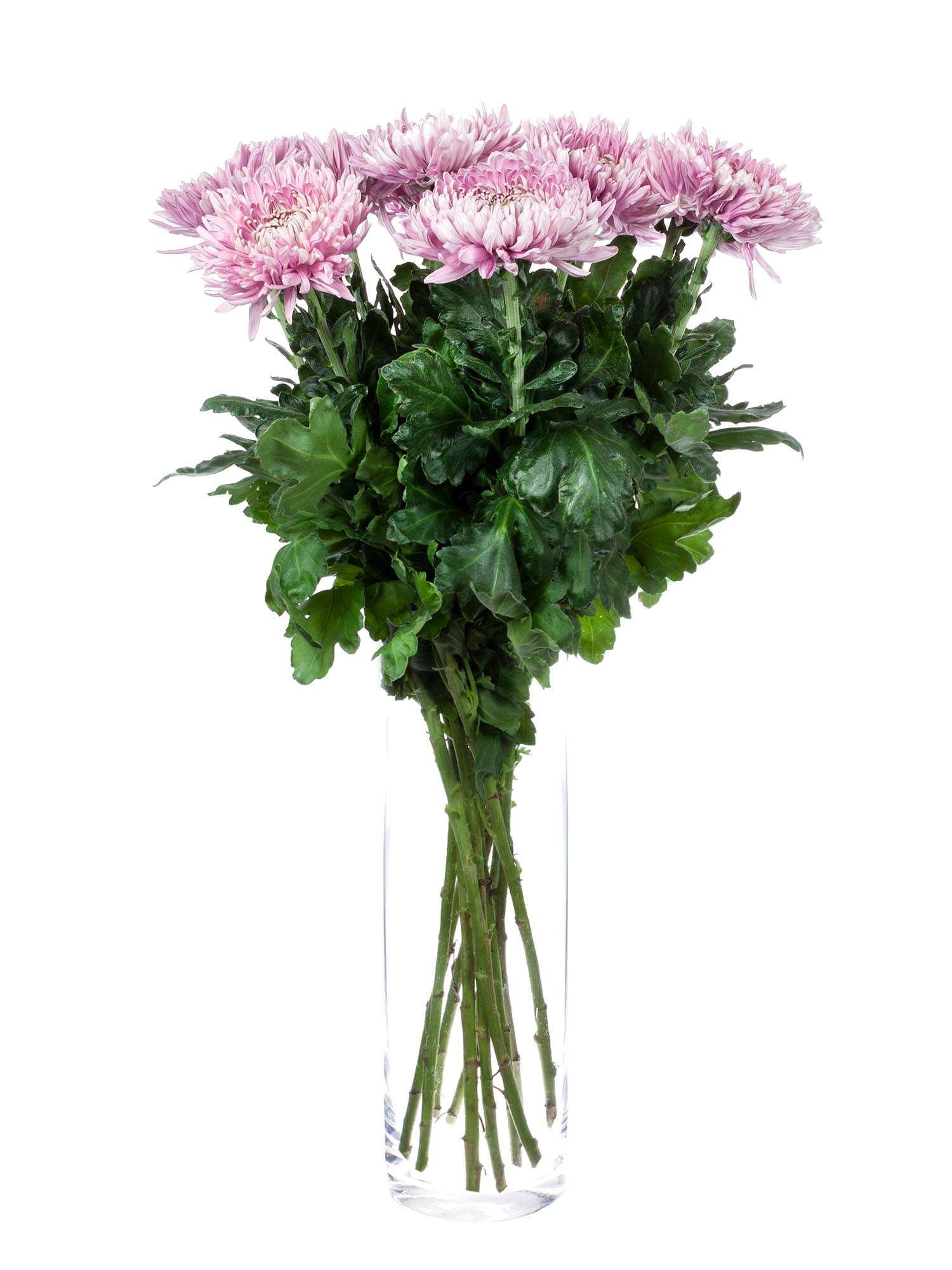 blumigo-chrysanthemen-holiday-rosa-blume image 2