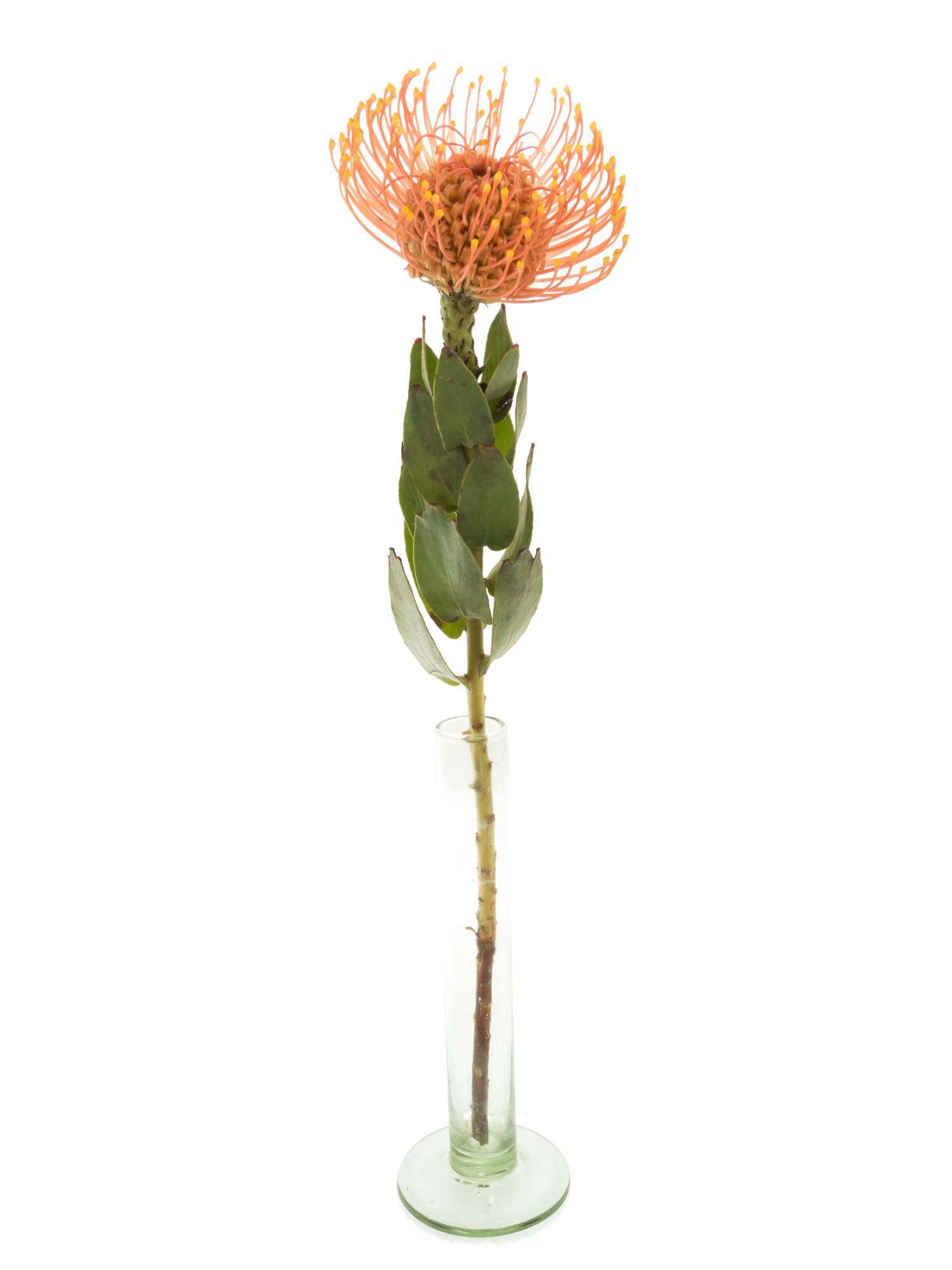blumigo-golden-dust-nadelkissen-protea-schnittblume-orange-gelb image 3