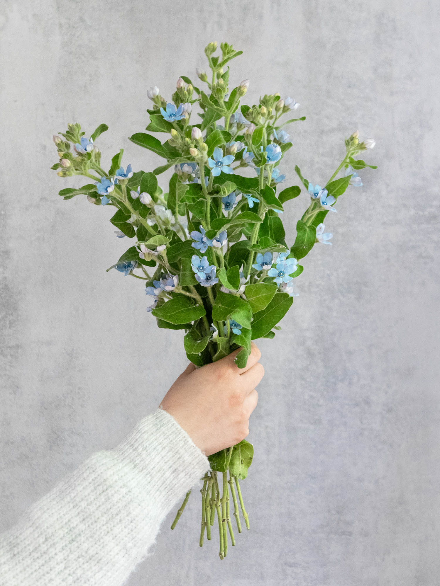 blumigo-asclepias-oxypetalum-seidenpflanze-schnittblume-blau image 2