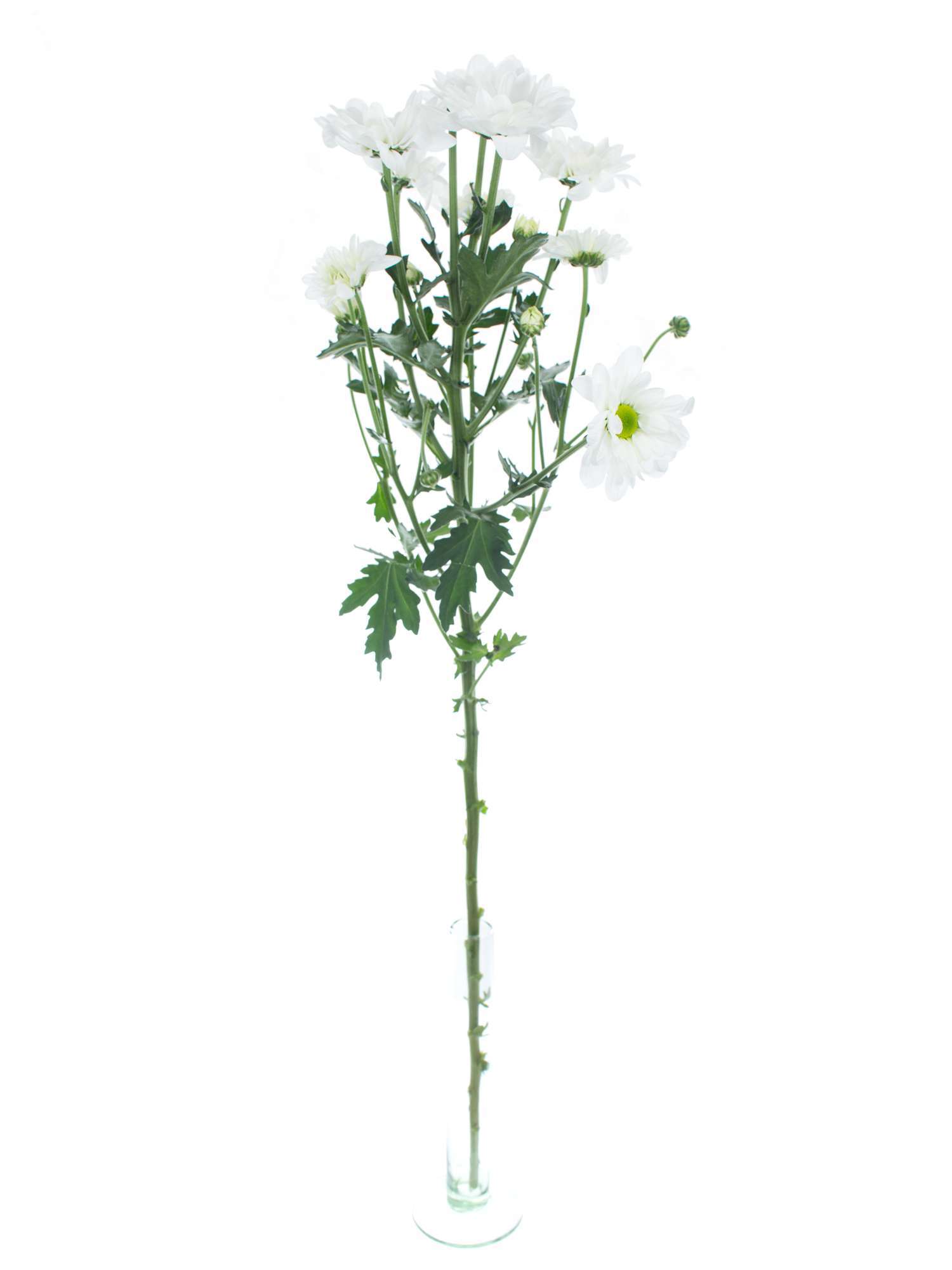 blumigo-bacardi-chrysantheme-wei-verzweigt-einzelstiel image 3