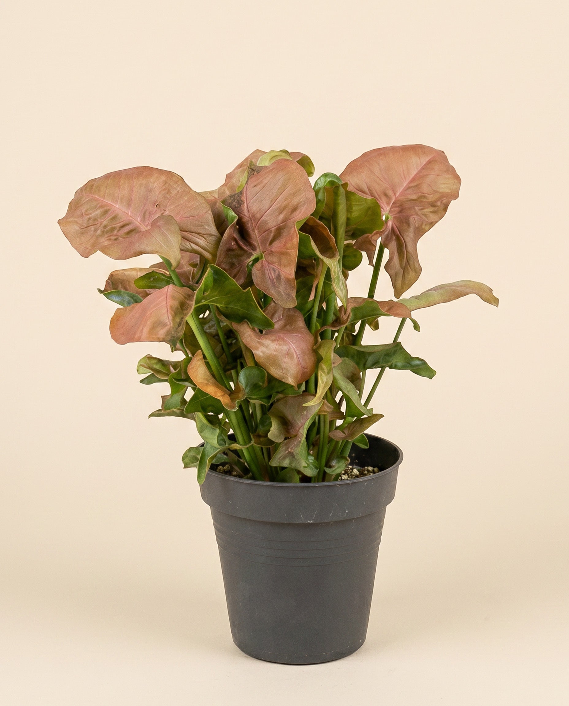 feey-variado-syngonium-neon-zimmerpflanze-ohne-bertopf image 3