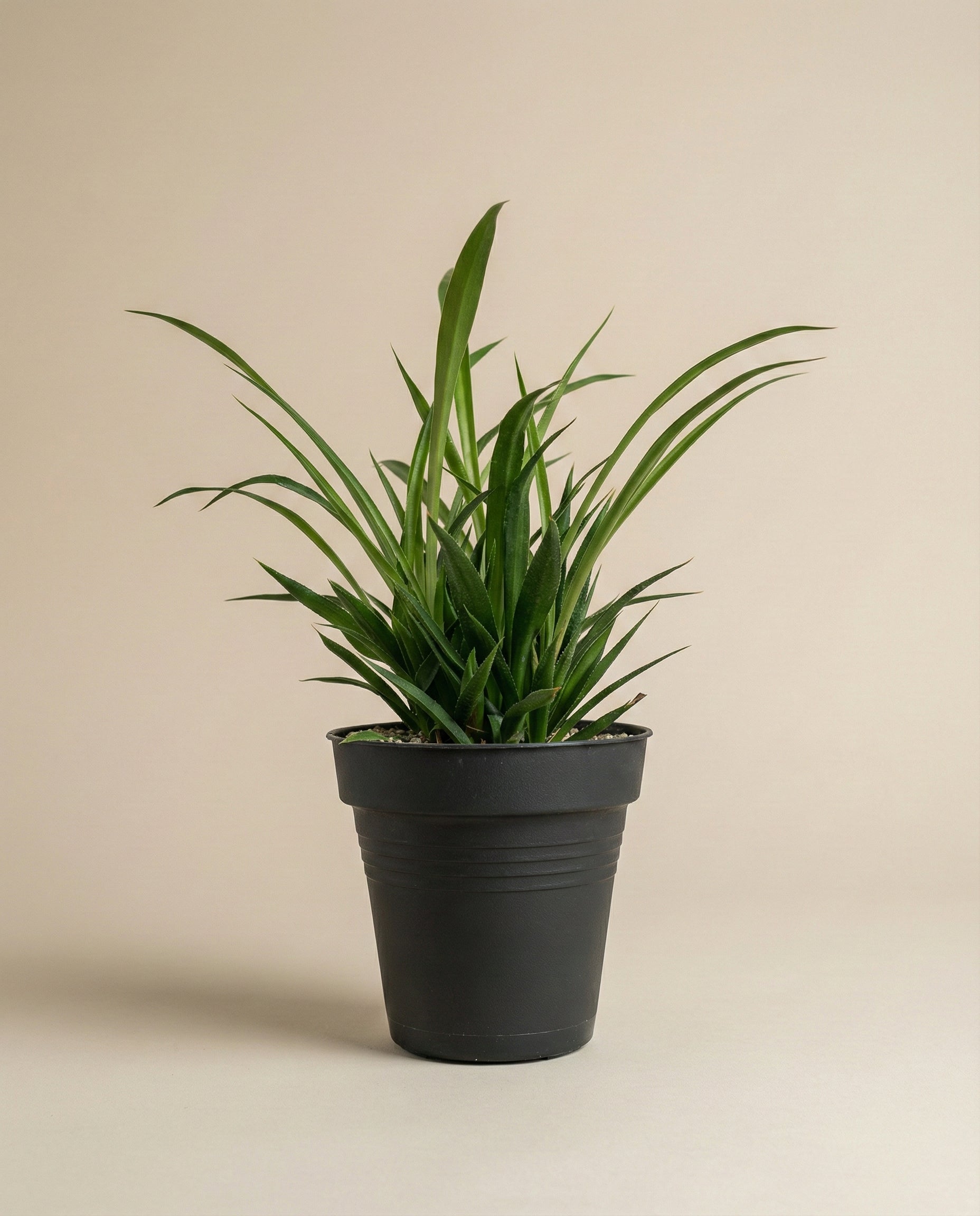 feey-variado-gr-ne-gr-nlilie-chlorophytum-tierfreundlich image 3