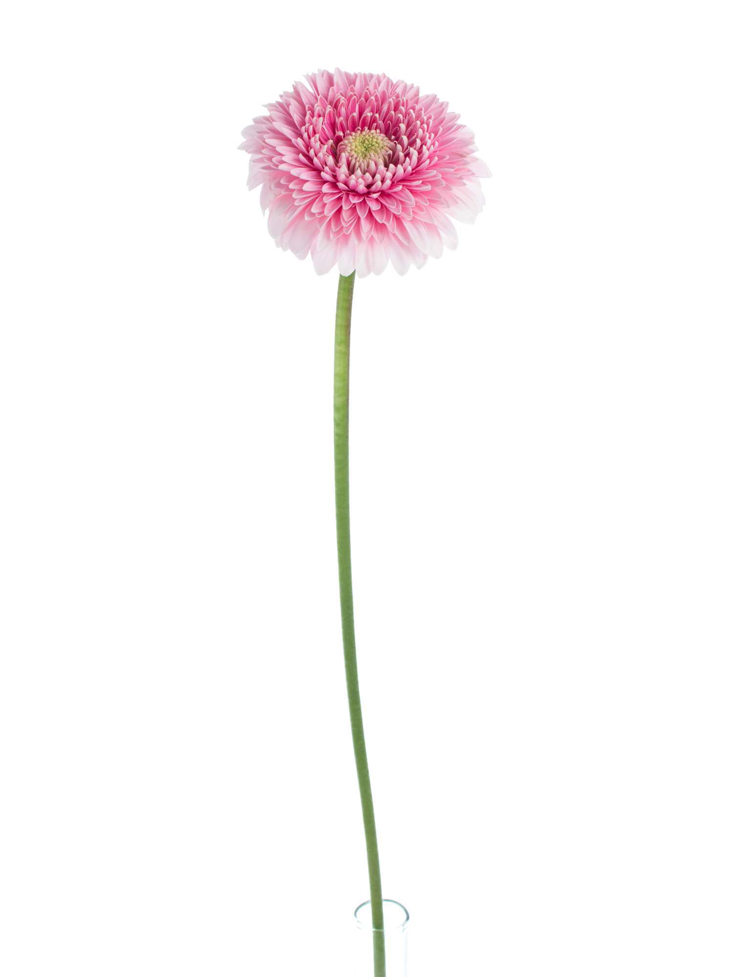 blumigo-gerbera-pomponi-tracy-rosa-wei-schnittblume image 2