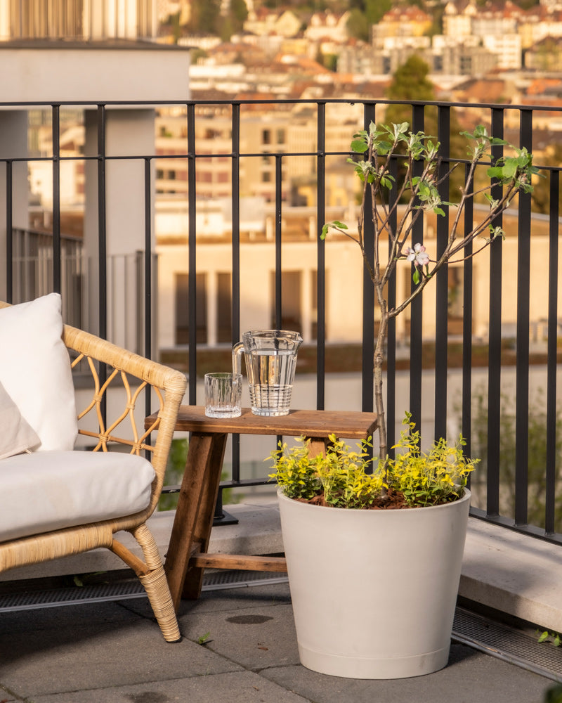 feey-amsterdam-malus-domestica-braeburn-patio-apfelbaum-essbar image 4