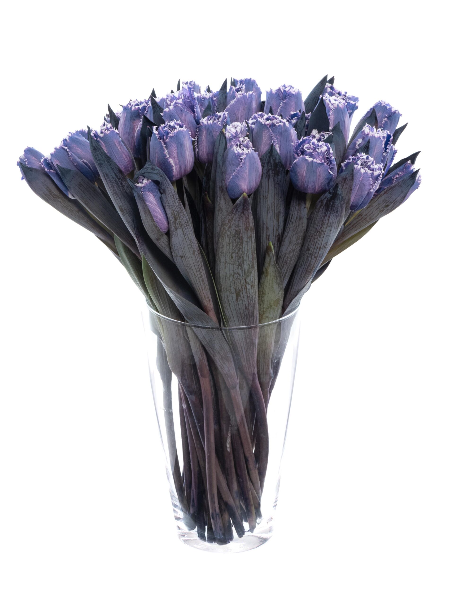 blumigo-tulpen-fringed-violet-schnittblumen-violett-grau image 3