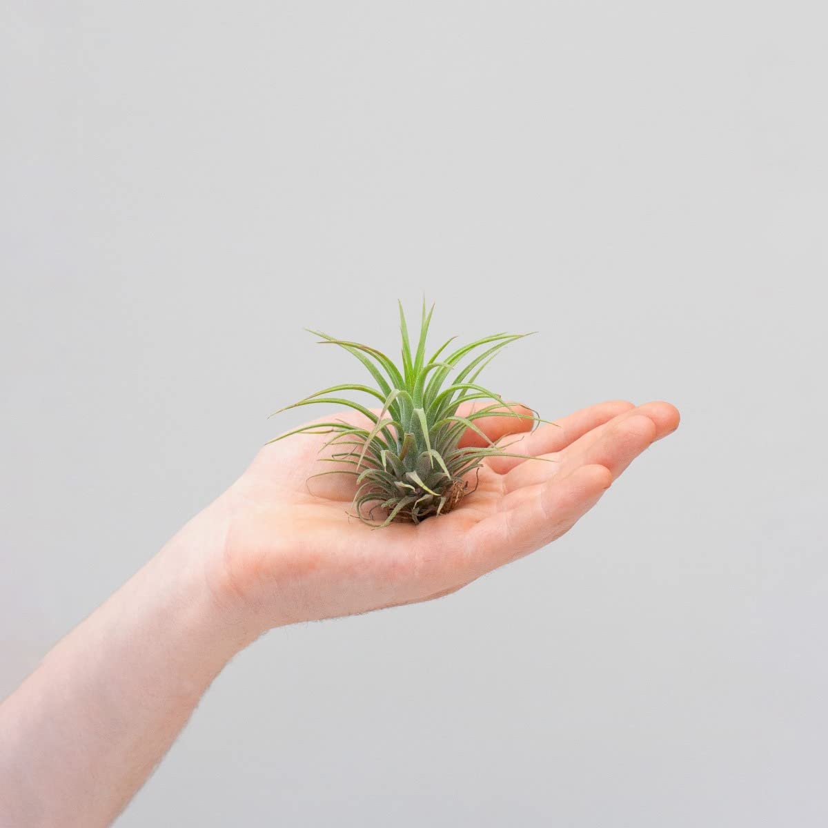 plnts-babyplnts-tillandsia-ionantha-luftpflanze-baby-5-cm image 6