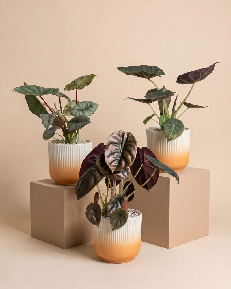 feey-variado-alocasia-trio-zimmerpflanzen-3er-set image 7