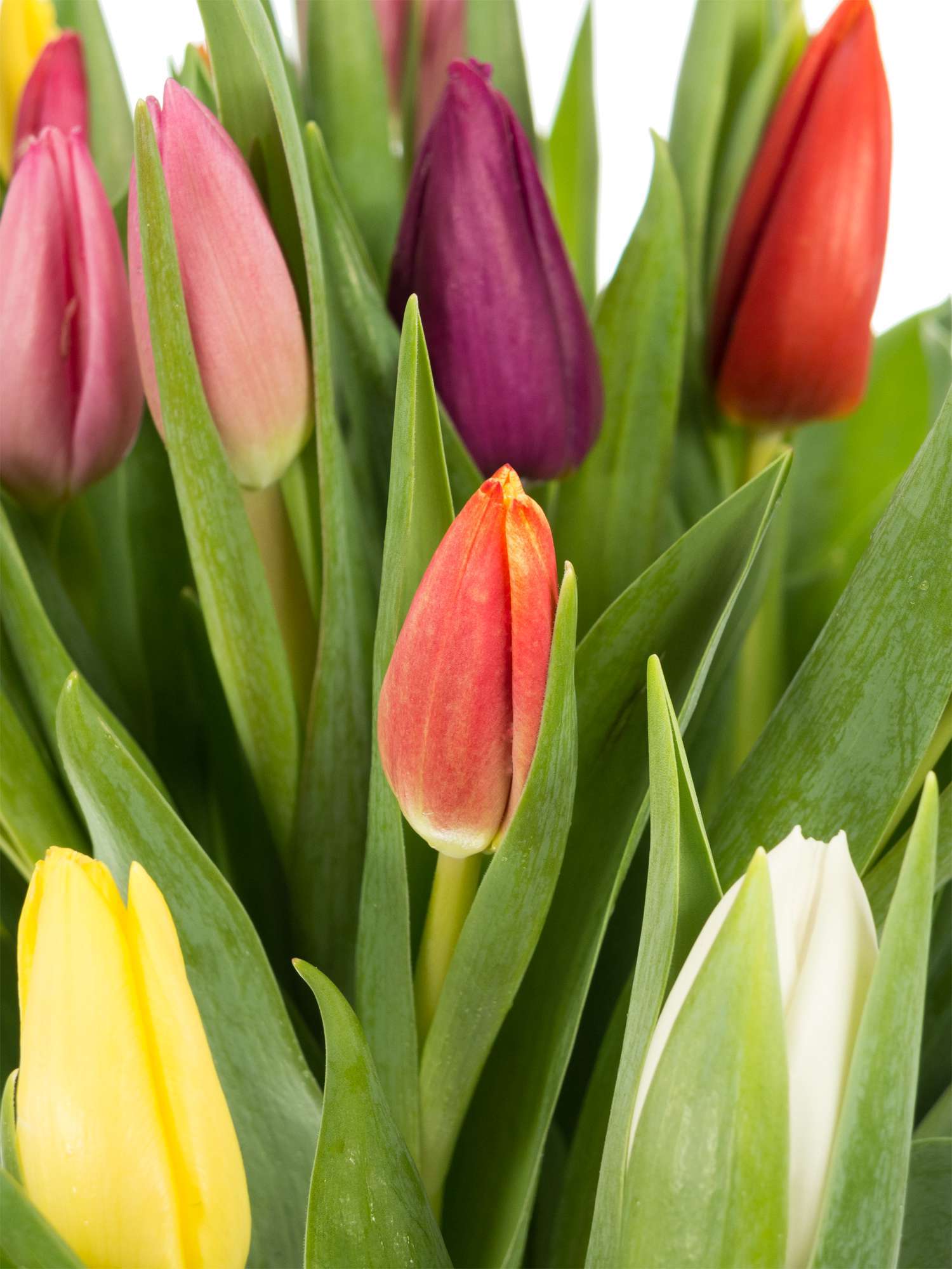 blumigo-tulpen-bunte-mischung-schnittblumen-bund image 1