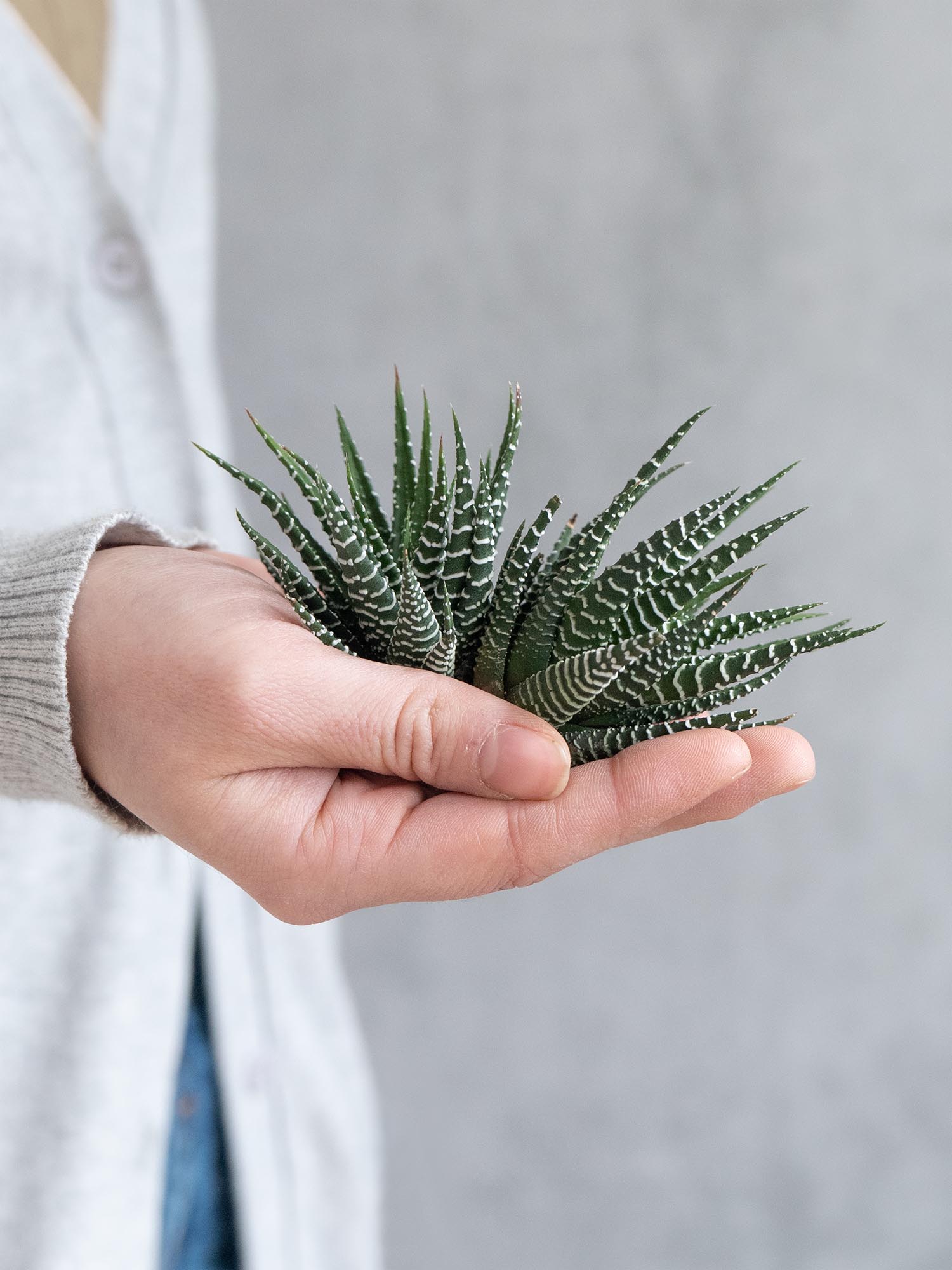 blumigo-blattwerk-sukkulenten-haworthia-fasciata-gr-n-wei image 2