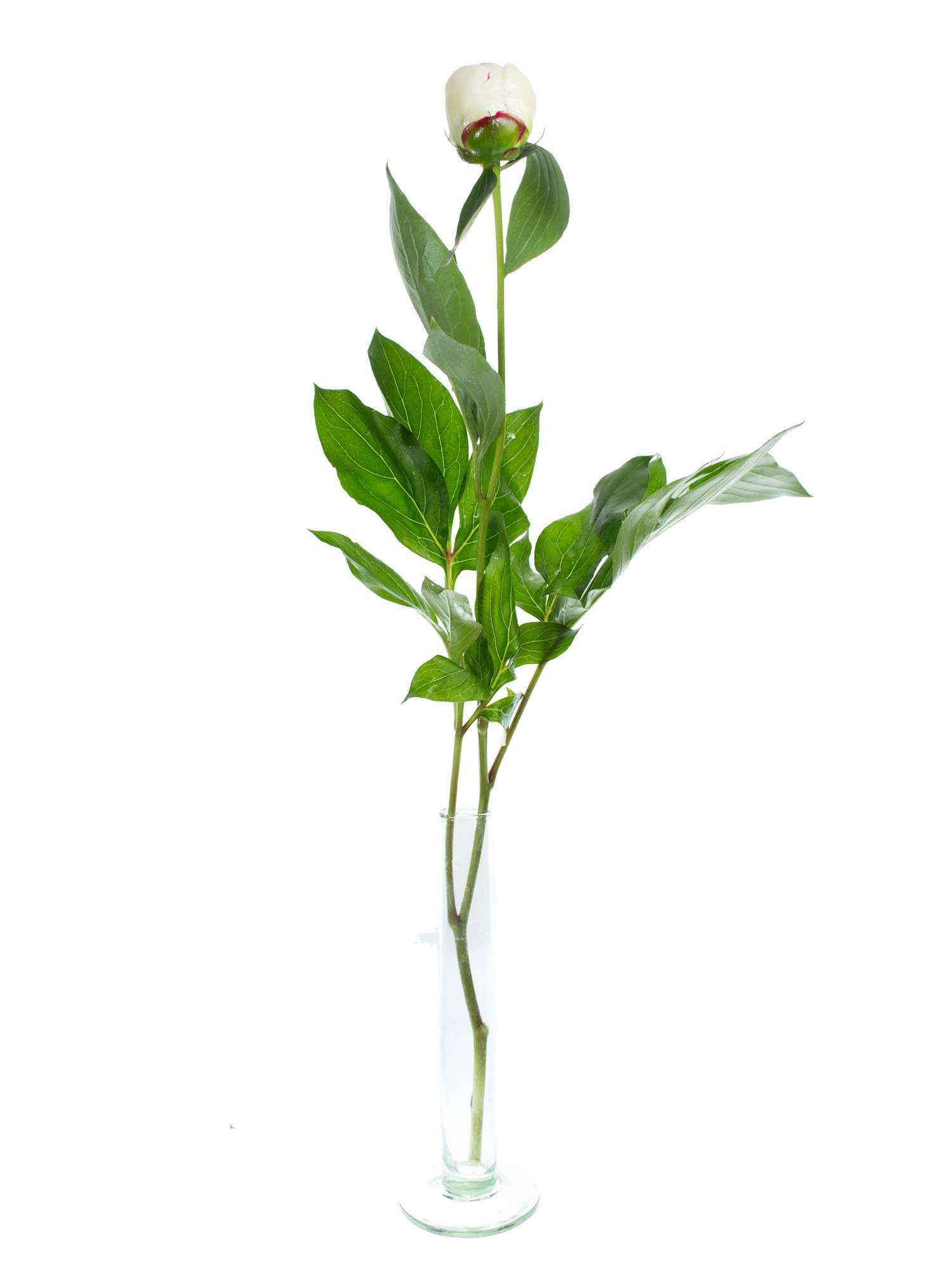 blumigo-pfingstrosen-shirley-temple-wei-rosa-p-onien-stiel image 4