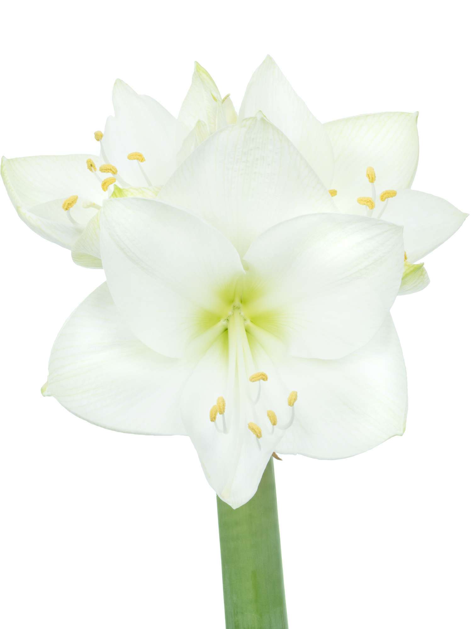 blumigo-amaryllis-casablanca-wei-schnittblume-winter image 6