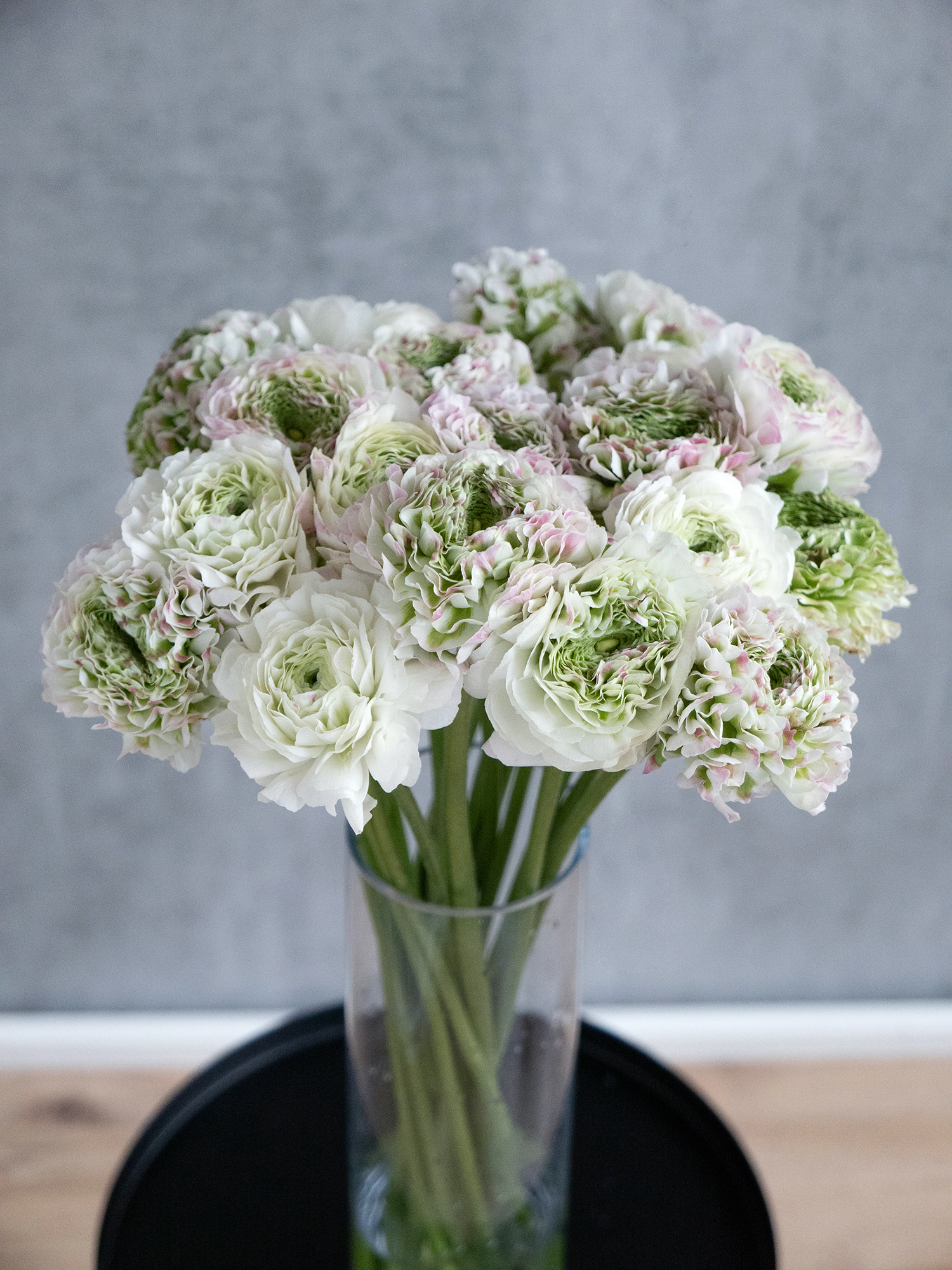 blumigo-ranunkeln-xl-ponpon-ranunkel-rosa-wei-1-stiel image 4