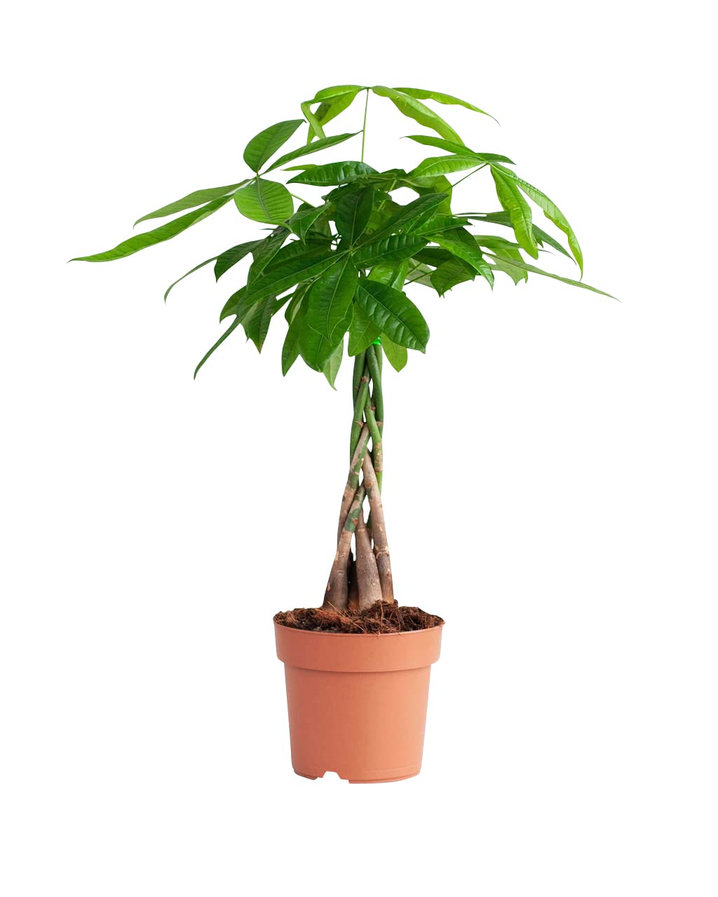 plnts-rareplnts-pachira-aquatica-zimmerpflanze-70-cm-gl-ckskastanie image 1
