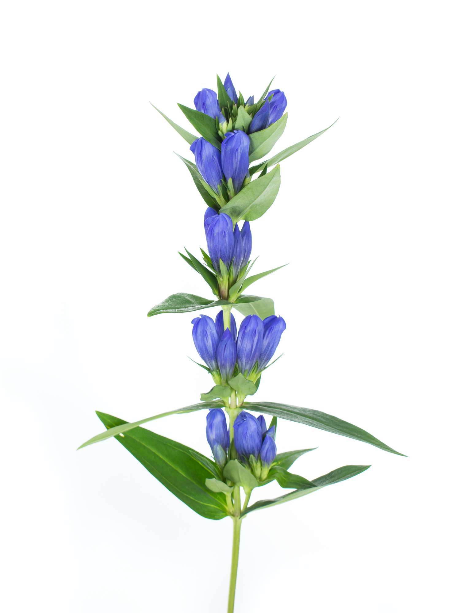 blumigo-blattwerk-enzian-blue-sky-stiel-blau image 5