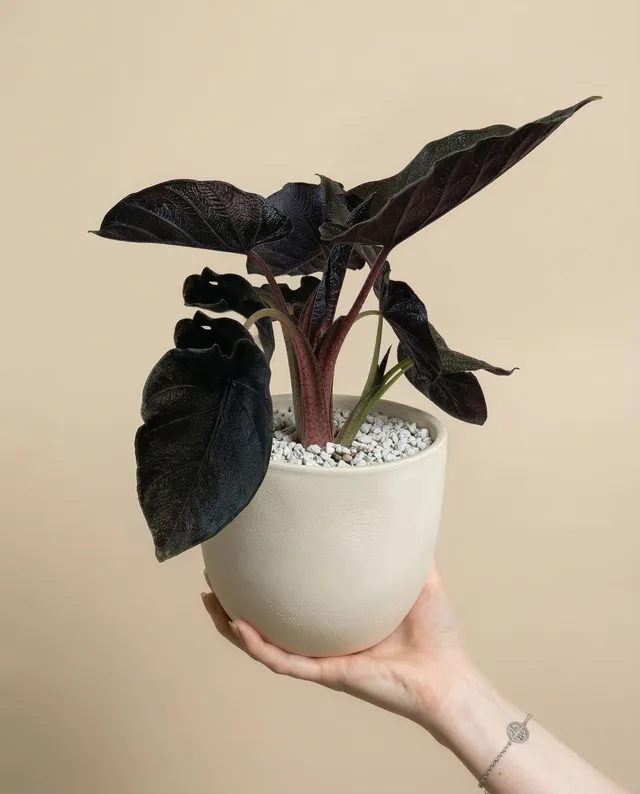 feey-alocasia-antoro-velvet-elefantenohr image 1