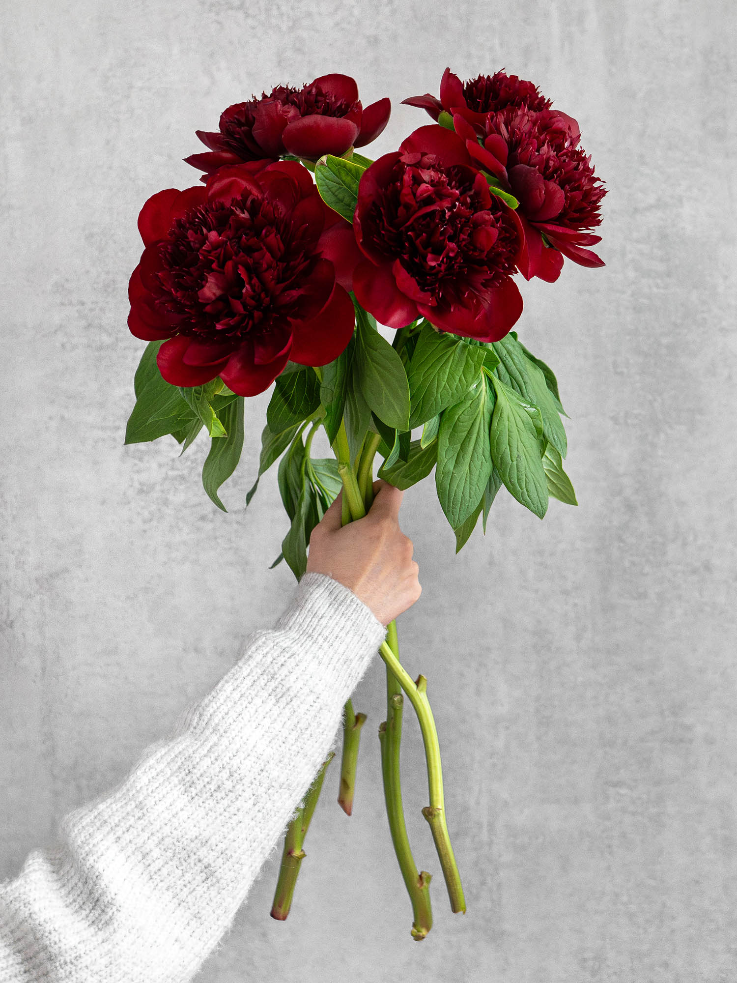 blumigo-pfingstrosen-red-charm-dunkelrot-schnittblume image 2