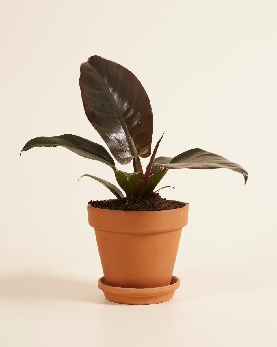plnts-rareplnts-philodendron-imperial-red-zimmerpflanze-30-cm-rot image 3