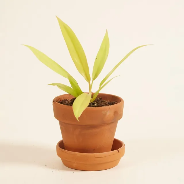 plnts-babyplnts-philodendron-golden-saw-zimmerpflanze-8cm-baby image 1