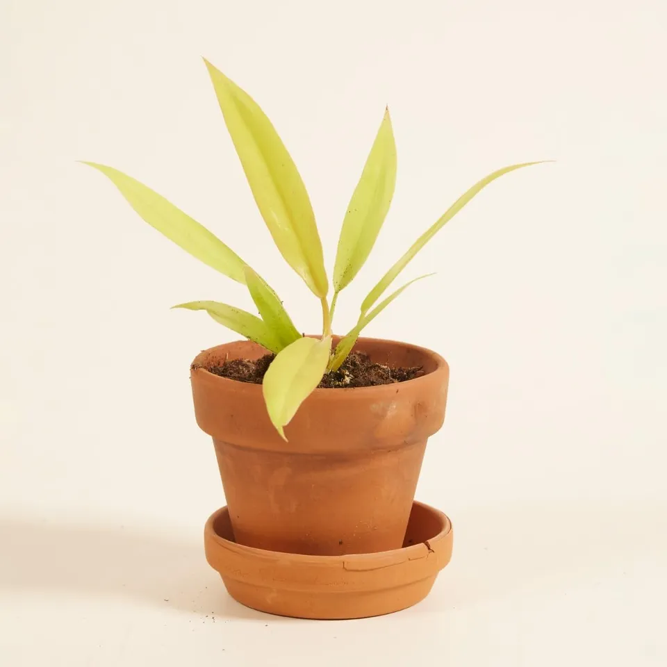 plnts-babyplnts-philodendron-golden-saw-zimmerpflanze-8cm-baby image 1