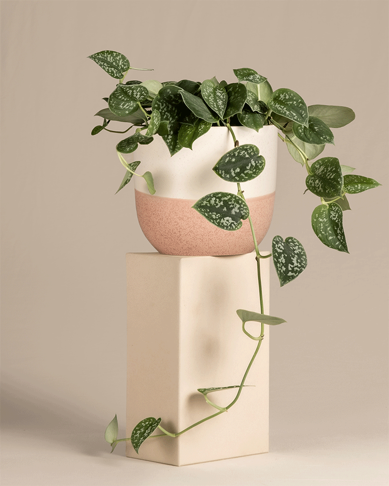 feey-variado-gefleckte-efeutute-scindapsus-h-ngepflanze image 5