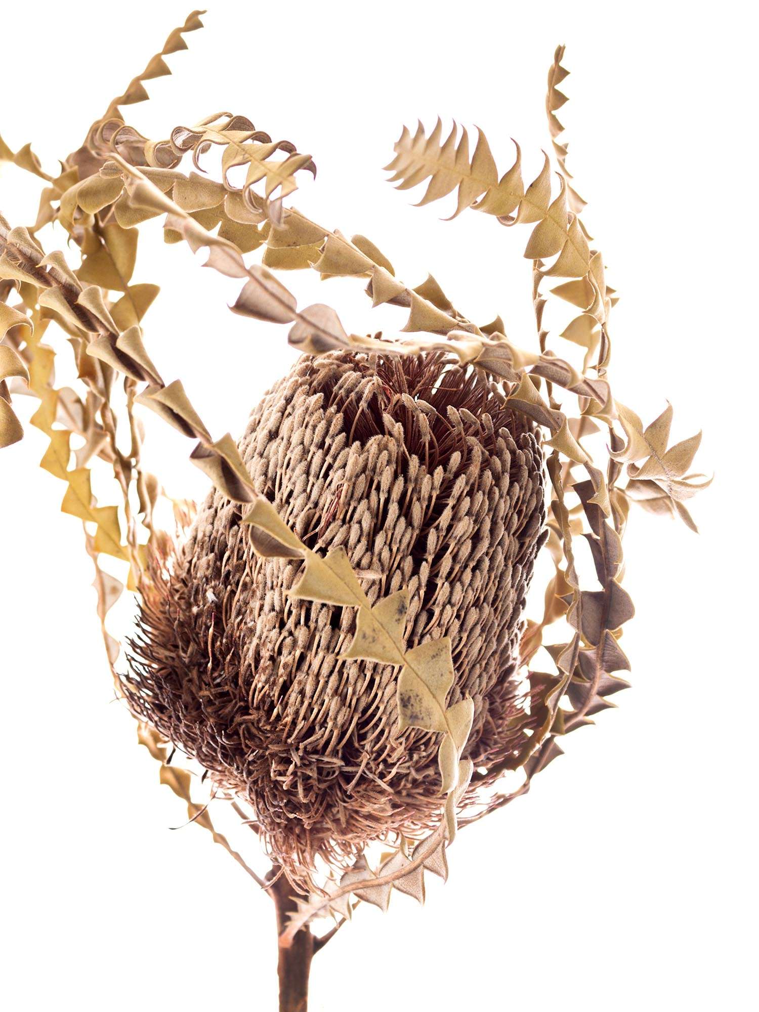 blumigo-trockenblumen-banksia-natur-creme-braun-deko image 3