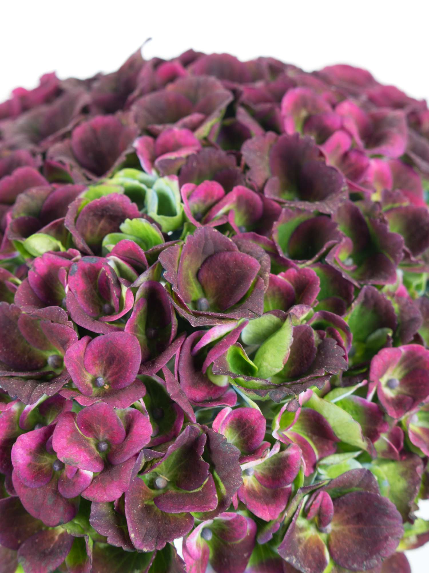 blumigo-revolution-classic-hortensie-aubergine-gr-n-blume image 3