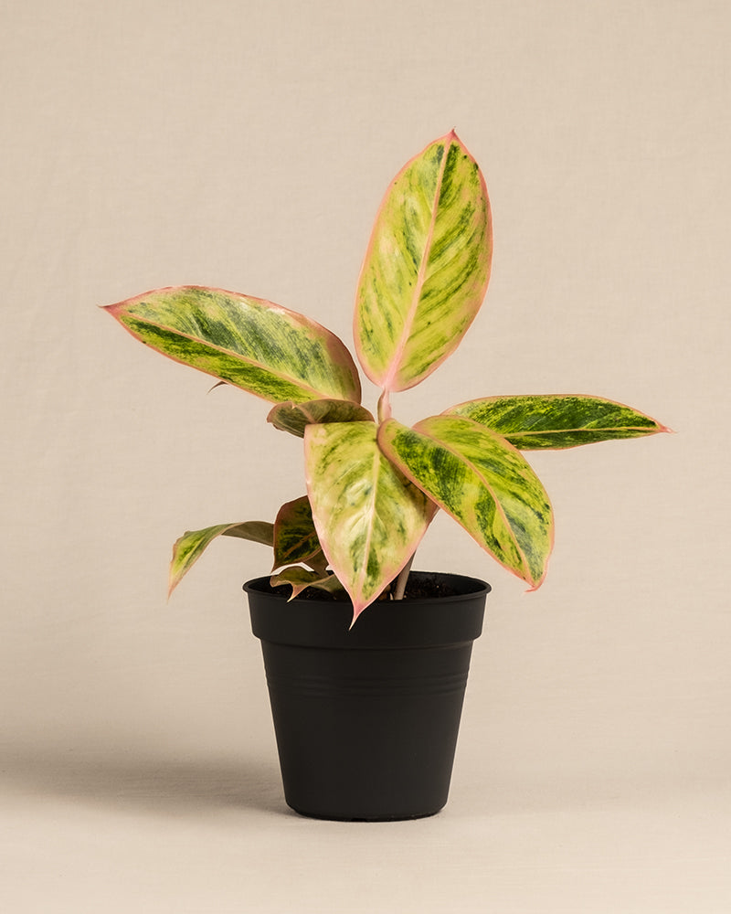 feey-variado-aglaonema-salmon-fantasy-zimmerpflanze-bunte-bl-tter image 3